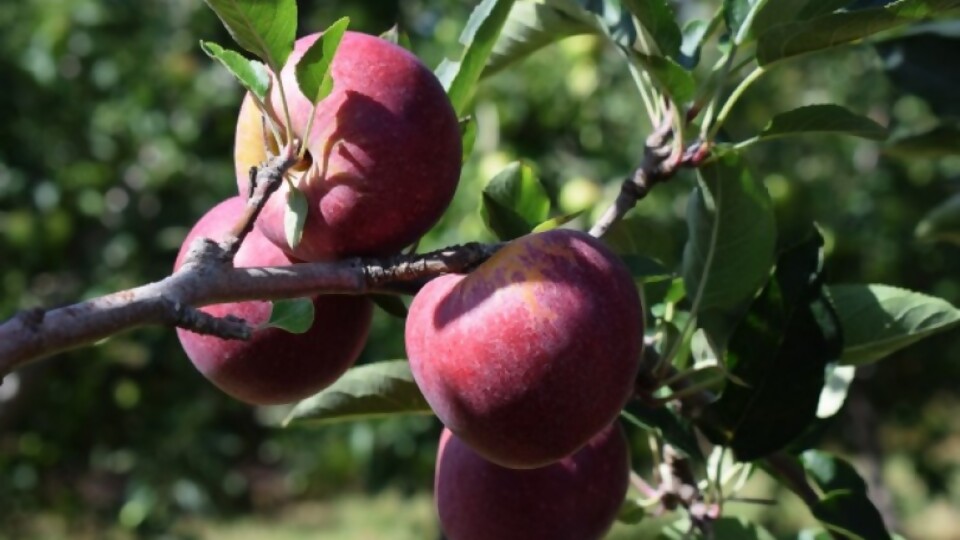 Los efectos de la sequía en la producción hortifrutícola: calidad, precio y fuentes de trabajo —  La Entrevista — Más Temprano Que Tarde | El Espectador 810