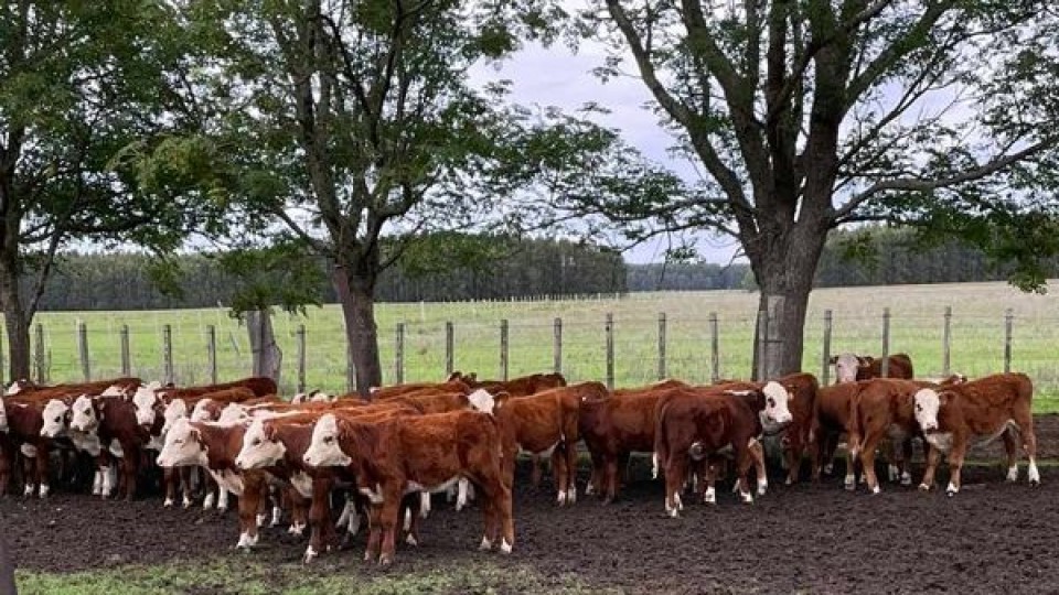 Pantalla Uruguay con más de 10.000 vacunos —  Mercados — Dinámica Rural | El Espectador 810