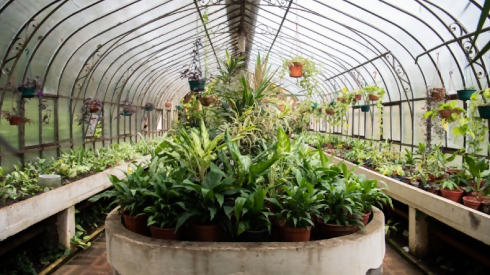 La Intendencia de Montevideo reinauguró el centenario invernáculo del Jardín Botánico tras su remodelación. —  Qué tiene la tarde — Más Temprano Que Tarde | El Espectador 810