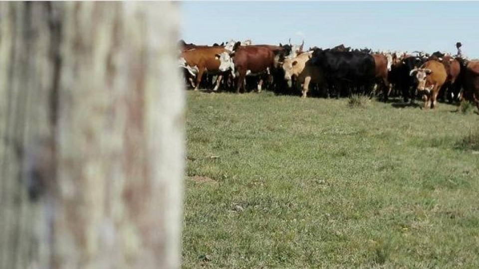 En plena venta de terneros Plazarural aumentó los precios un 15%  —  Mercados — Dinámica Rural | El Espectador 810