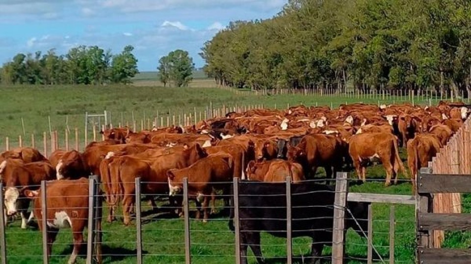 Ganadera del Norte con oferta de calidad  —  Mercados — Dinámica Rural | El Espectador 810