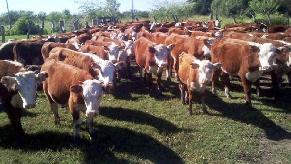 Colocar más del 90% es un muy buen resultado —  Mercados — Dinámica Rural | El Espectador 810