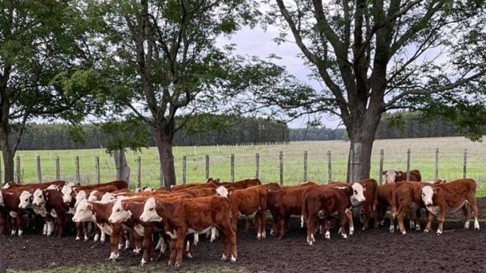  ''Un remate funcionó y bien'' —  Mercados — Dinámica Rural | El Espectador 810