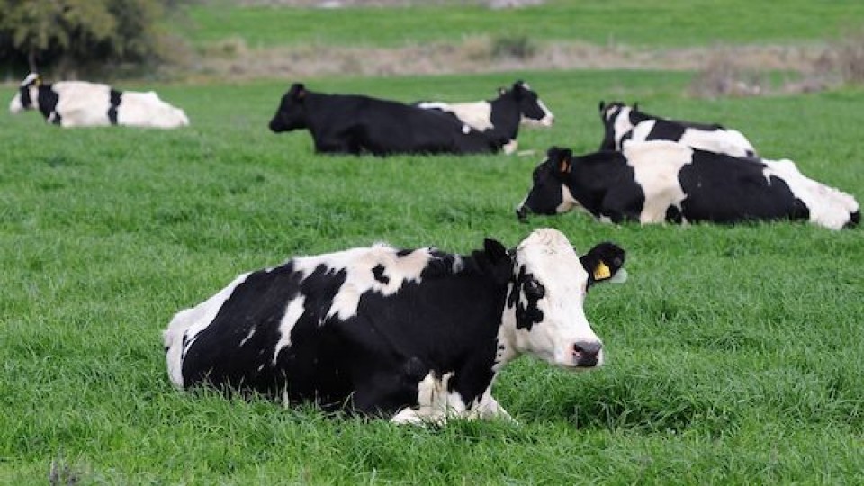 Las vacas locas —  Jardinería Atómica — Humano Curioso | El Espectador 810