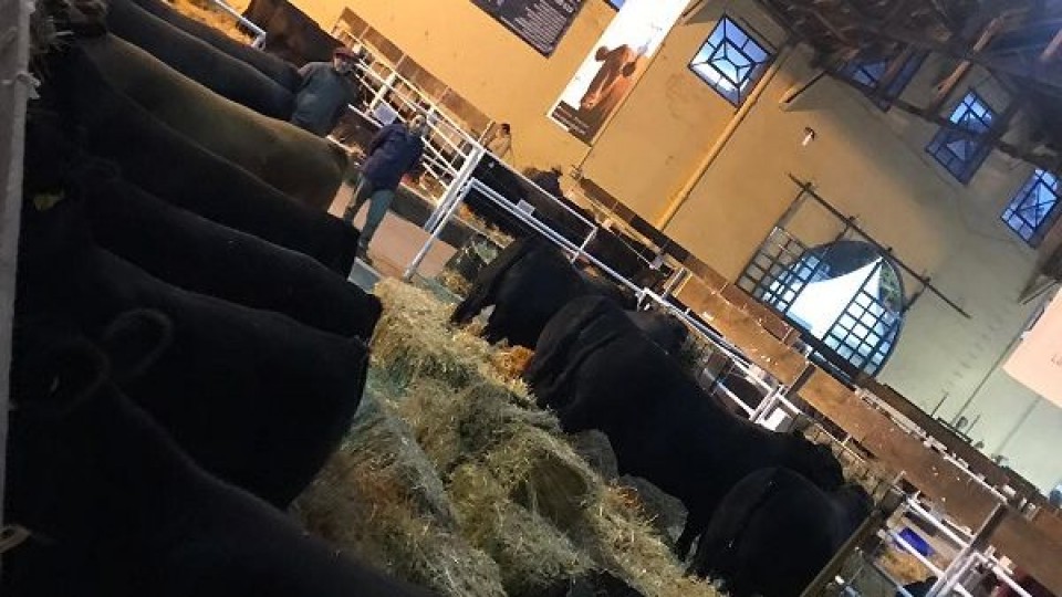 Lo mejor de la genética nacional se destaca en Expo Prado — Ganadería — Dinámica Rural | El Espectador 810