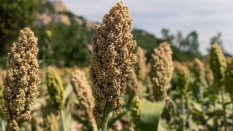 Prolesa extiende su plan fertilizantes 2019 —  Lechería — Dinámica Rural | El Espectador 810