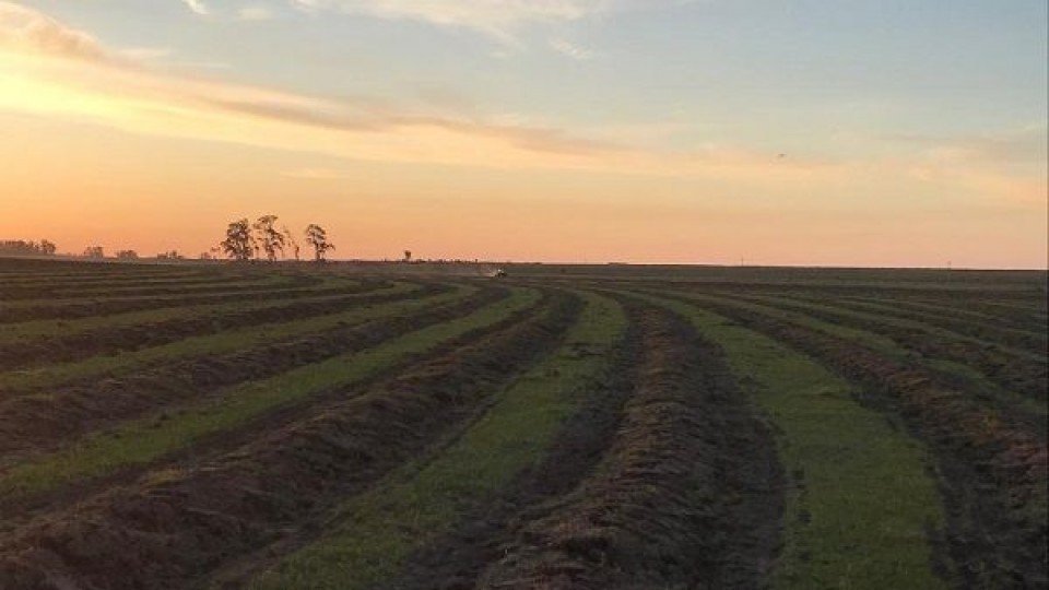 Arrancó la siembra de arroz, con perspectivas de incremento de área —  Agricultura — Dinámica Rural | El Espectador 810