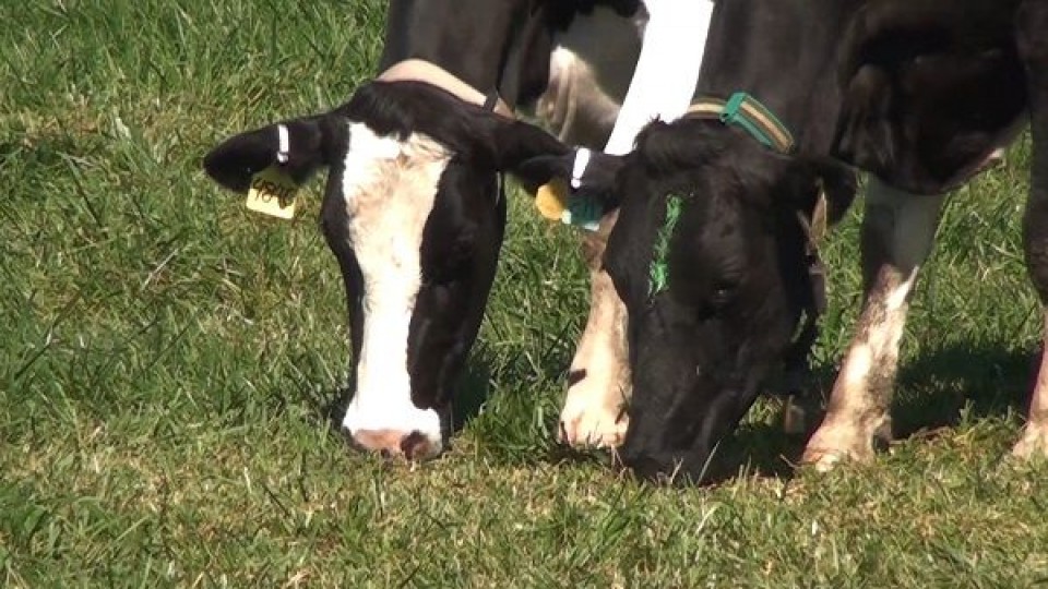 Cuatro pasos para lograr buenas pasturas perennes que puedan sobrevivir entre 2 y 3 veranos — Ganadería — Dinámica Rural | El Espectador 810