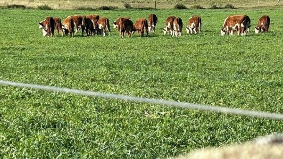 “La oferta sigue levantando ganados”, destacó Otto Fernández tras remate 256 de Pantalla Uruguay con colocación del 90% —  Mercados — Dinámica Rural | El Espectador 810