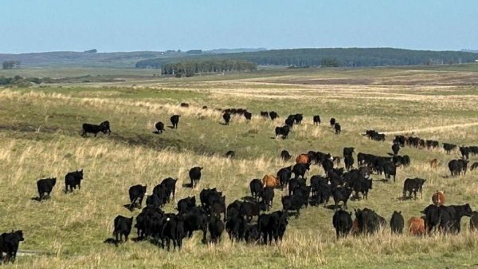 Otto Fernández: semana a semana se nota que hay un empuje un poco mayor en las categorías de terneros —  Mercados — Dinámica Rural | El Espectador 810