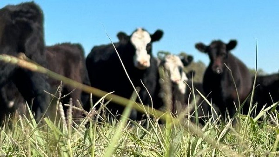 Gustavo Basso remata más de 6.000 vacunos a través de pantalla —  Mercados — Dinámica Rural | El Espectador 810