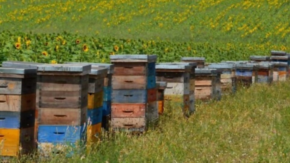 Apicultores podrán acceder a adelantos a cuenta con tambores como garantía —  Apicultura — Dinámica Rural | El Espectador 810