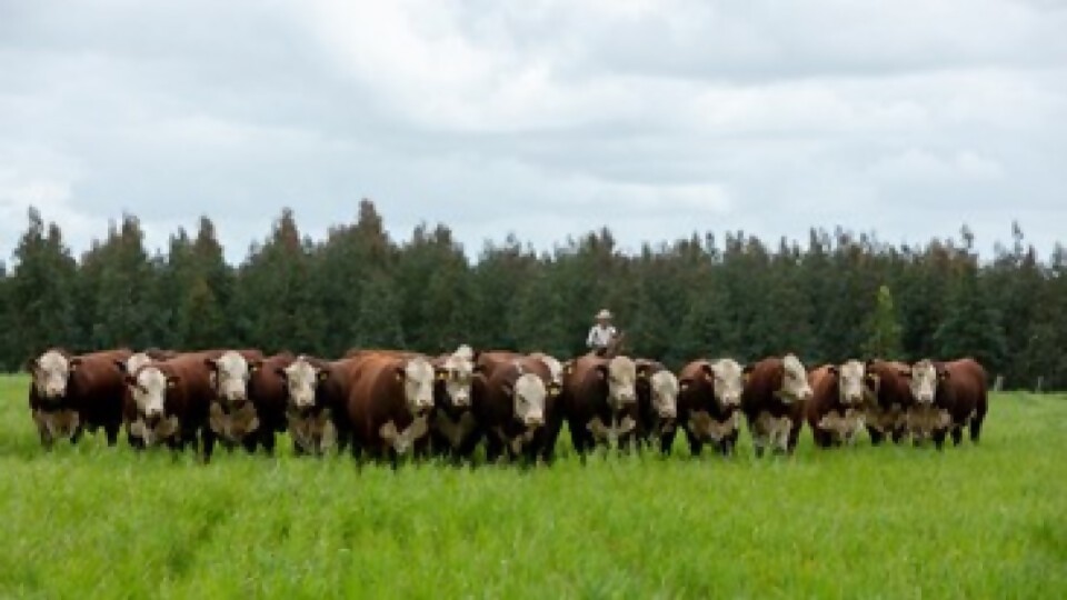 Hereford: viernes 19 y sábado 20 de mayo la Agropecuaria de Salto será sede de la 5a Expo Nacional  —  Exposiciones — Dinámica Rural | El Espectador 810