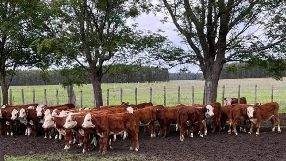 Remate 269 de Plaza Rural con más de 17.000 vacunos en dos jornadas —  Mercados — Dinámica Rural | El Espectador 810