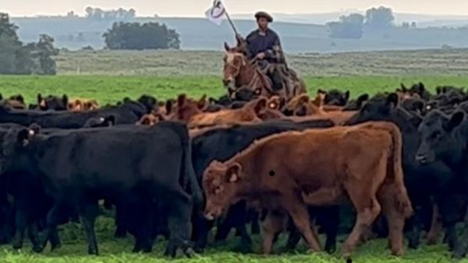 Aicardi: remate 258 de Pantalla Uruguay con buena oferta por volumen y calidad en vacunos y ovinos — Mercados — Dinámica Rural | El Espectador 810