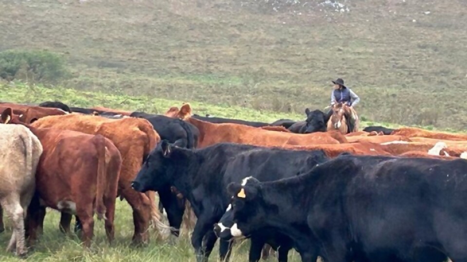 Otto Fernández Nystrom: “hoy la reposición viene transitando por carriles distintos” —  Mercados — Dinámica Rural | El Espectador 810