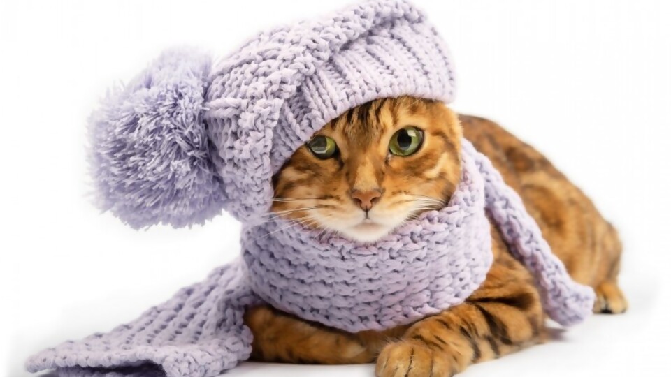 ¿Qué enfermedades pueden afectar a tu gato en invierno? —  Tu mascota te quiere decir algo — Paren Todo | El Espectador 810