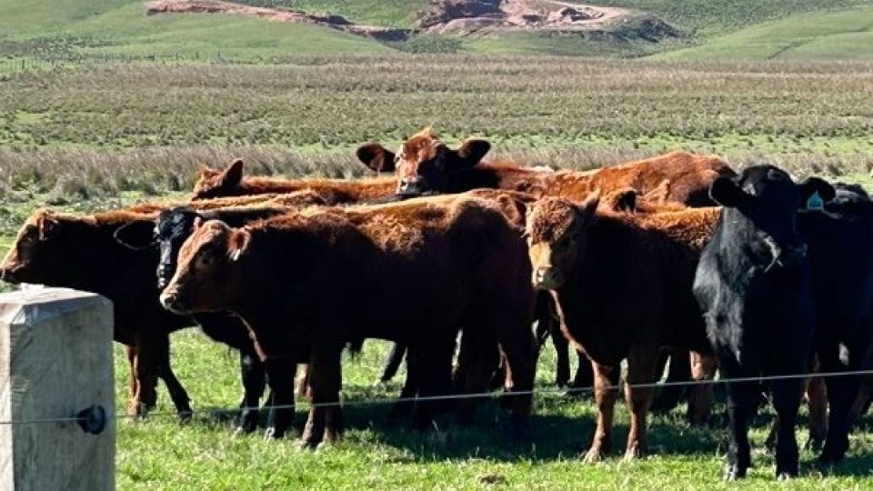 Remate 270 de Plaza Rural tendrá más 13.300 vacunos en pista —  Mercados — Dinámica Rural | El Espectador 810