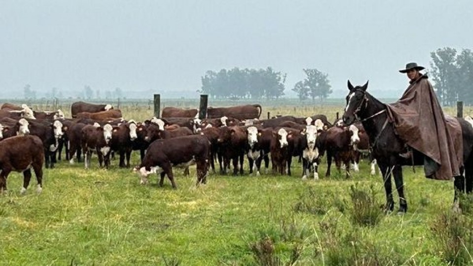 ACG: ‘‘posición pretensiosa de la oferta, disminuida en cantidad’’ —  Mercados — Dinámica Rural | El Espectador 810