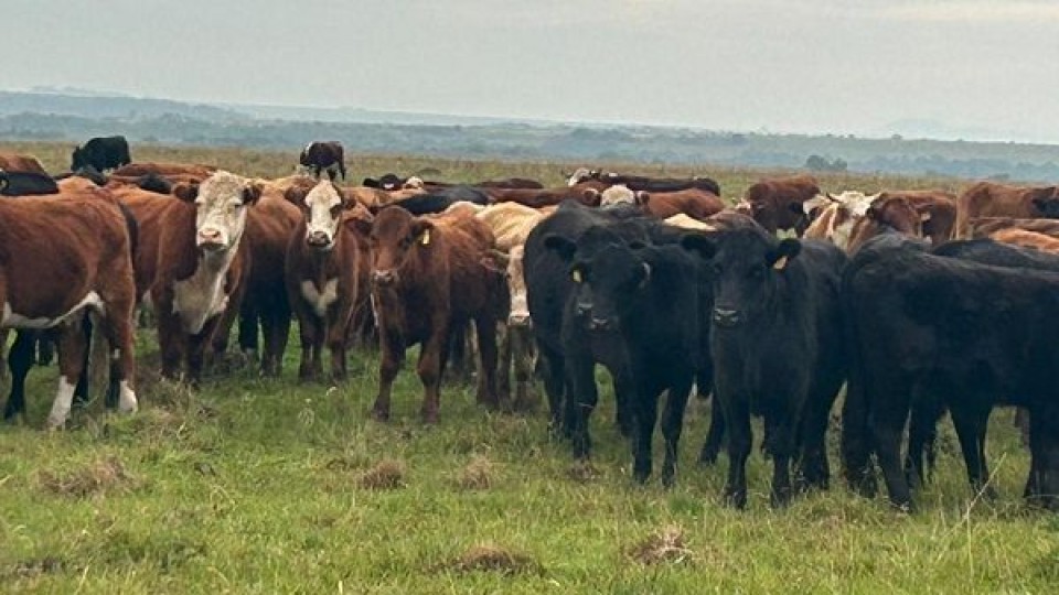 Pantalla Uruguay presenta oferta de 7.500 vacunos ante “un mercado que busca el equilibrio” —  Mercados — Dinámica Rural | El Espectador 810