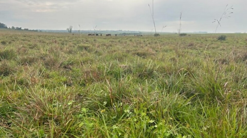 Mario Bidegain: un arranque de setiembre con precipitaciones escasas —  Clima — Dinámica Rural | El Espectador 810