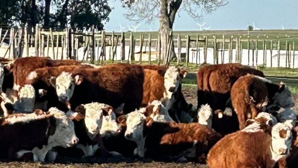 Otto Fernández: “buenas expectativas” en un momento en que “se ha mantenido la tónica” —  Mercados — Dinámica Rural | El Espectador 810