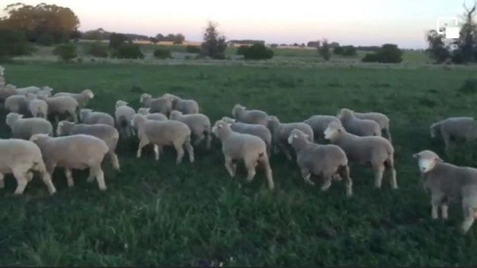 Dos perros generaron pérdidas por 40 mil dólares tras ataque a plantel de Granja Roland —  Mercados — Dinámica Rural | El Espectador 810