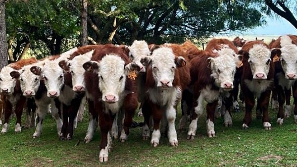 Jorge Strauch: una oferta interesante en calidad y cantidad para este momento  —  Mercados — Dinámica Rural | El Espectador 810