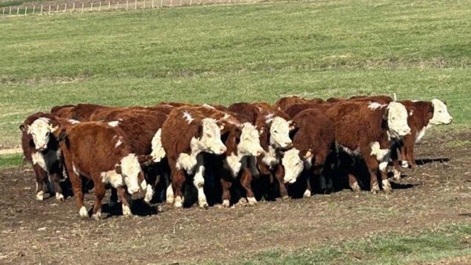 Federico Jaso: de acuerdo al momento, en líneas generales se redondeó un buen remate —  Mercados — Dinámica Rural | El Espectador 810