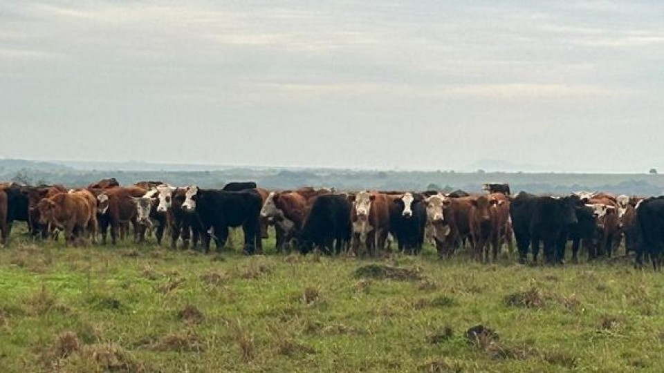 Federico Constantín: los ganados de verdeo, especiales y pesados, se han retirado de la oferta —  Mercados — Dinámica Rural | El Espectador 810