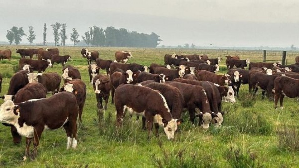 Carlos Bachino pone en pista “muy buenos lotes de invernada” en Aiguá —  Mercados — Dinámica Rural | El Espectador 810