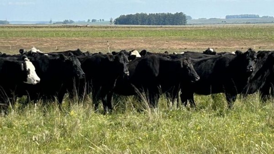 San Gabriel pone en pista, en su feria mensual, 400 vacunos y 350 lanares —  Mercados — Dinámica Rural | El Espectador 810