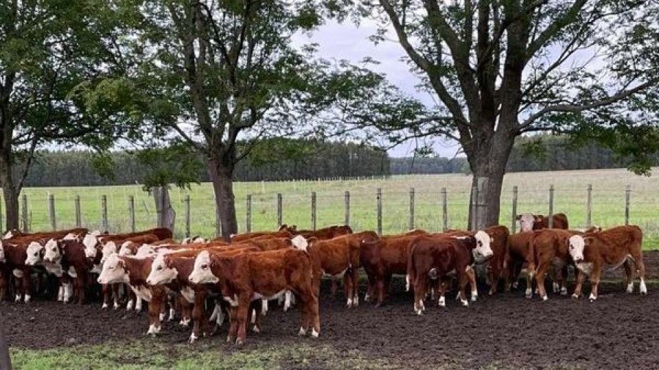 Gustavo Basso comienza actividad en Cuchilla de Silvera el lunes 10 de julio a las 13.30 horas —  Mercados — Dinámica Rural | El Espectador 810