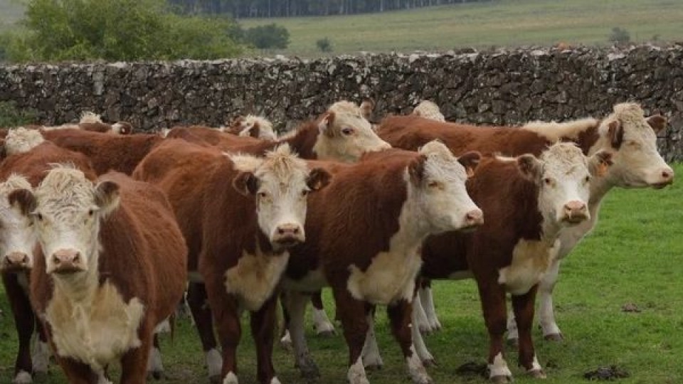 Arocena: valores tonificados, una escasa oferta y la posibilidad de  —  Mercados — Dinámica Rural | El Espectador 810