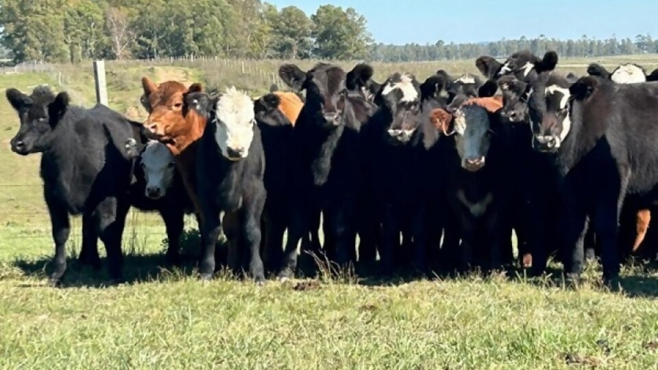 Otto Fernández: con estos verdeos, en algunos casos empiezan a aparecer las ofertas del gordo —  Mercados — Dinámica Rural | El Espectador 810