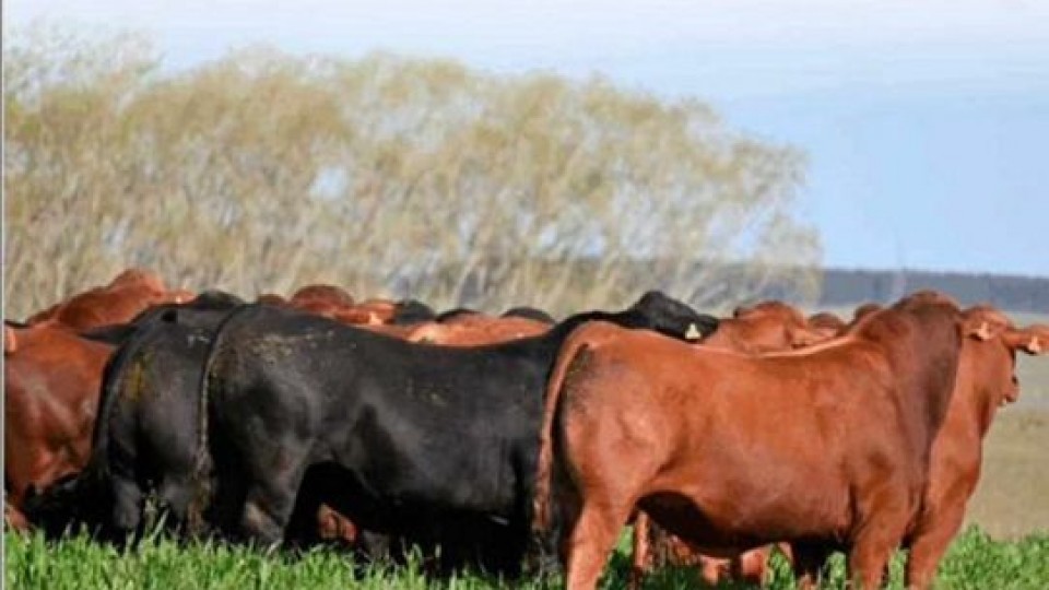 Pablo Bove: “es imponente la demanda de toros que hay” —  Zafra — Dinámica Rural | El Espectador 810