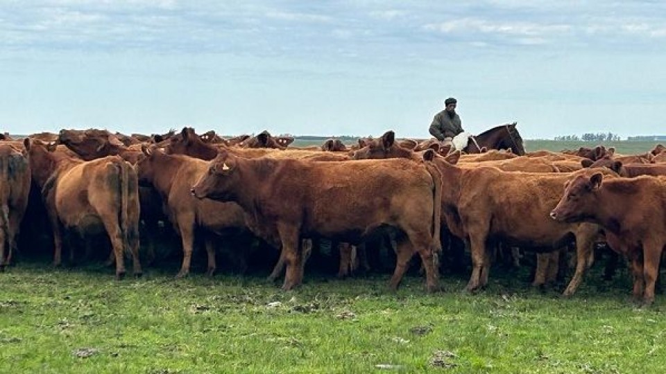 Otto Fernández remata lanares, vacunos y yeguarizos en Parada Fariña  —  Zafra — Dinámica Rural | El Espectador 810