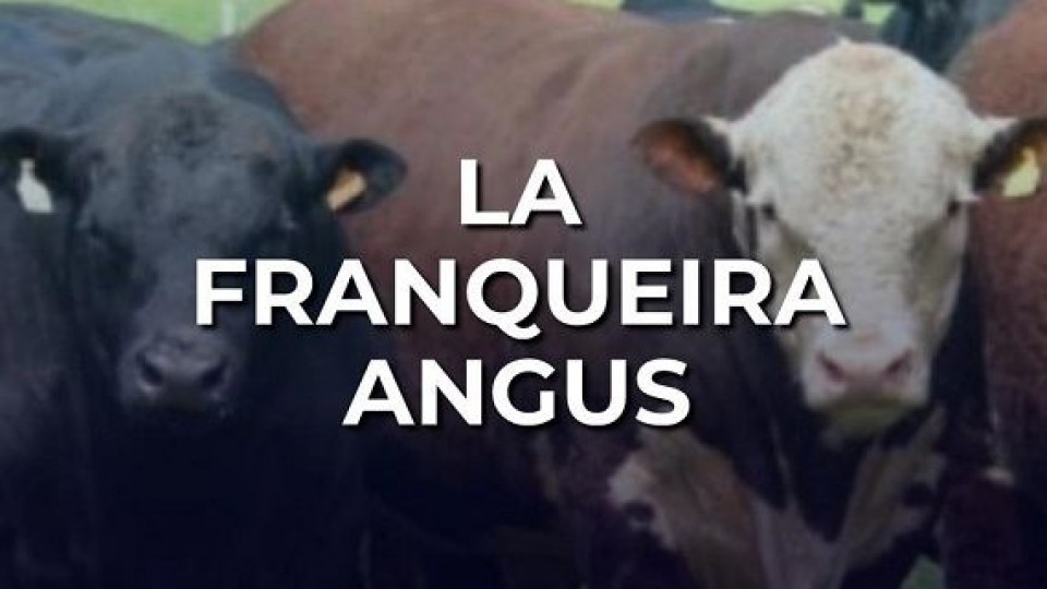 La Franqueira pone en pista, en su primer remate anual, 22 toros angus —  Zafra — Dinámica Rural | El Espectador 810