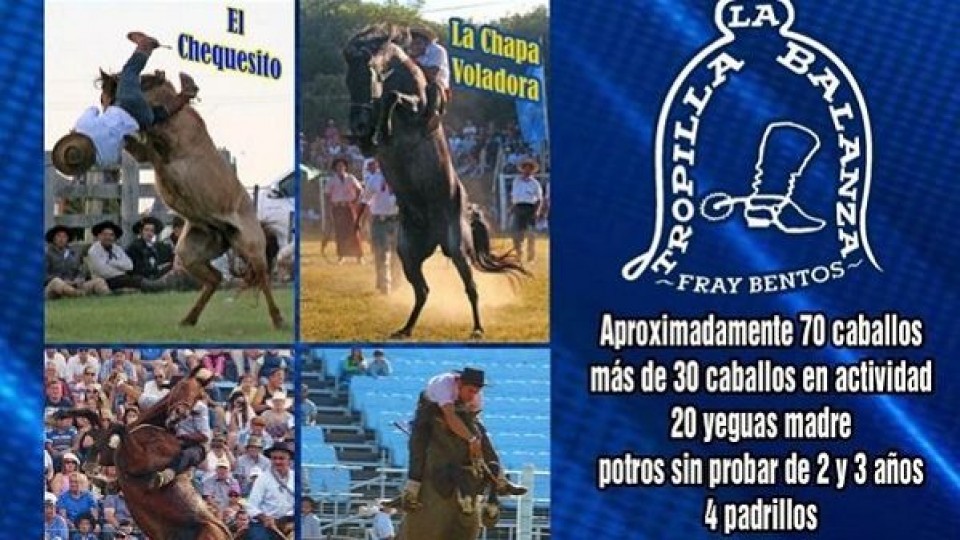 70 caballos componen la oferta por liquidación total de Tropilla La Balanza —  Mercados — Dinámica Rural | El Espectador 810