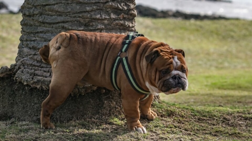 ¿Cómo hacer para que mi mascota orine y defeque en el lugar adecuado? —  Tu mascota te quiere decir algo — Paren Todo | El Espectador 810