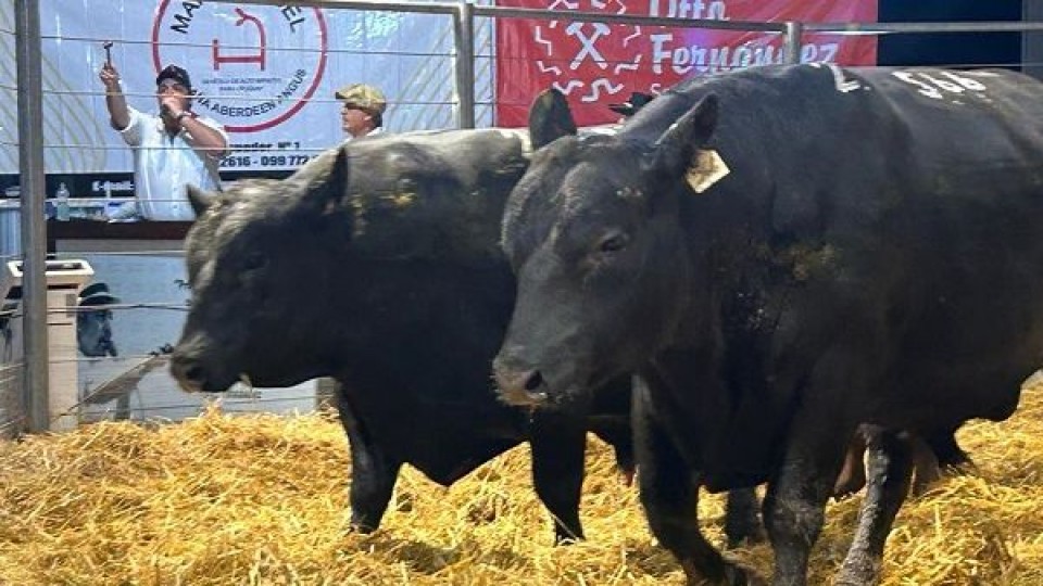 Avidez por los toros María Isabel, que colocó el 100% de la oferta —  Zafra — Dinámica Rural | El Espectador 810