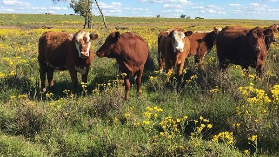 Martín Jaurena: el campo natural es nuestro patrimonio ecológico y productivo —  Investigación — Dinámica Rural | El Espectador 810