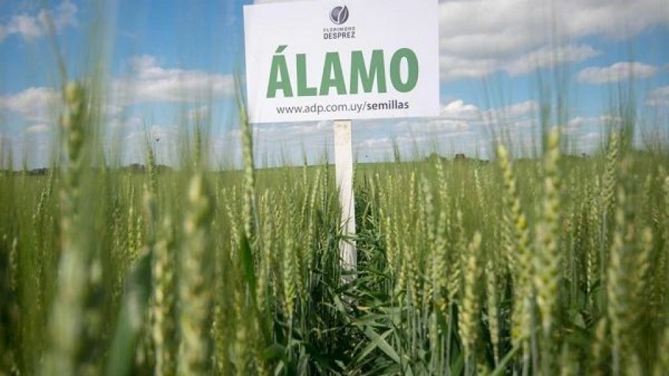 ADP: Álamo y realidad aumentada en la inauguración de la cosecha de trigo —  Agricultura — Dinámica Rural | El Espectador 810