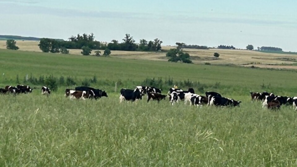 Proleco acuerda con Santander una nueva línea financiera para productores —  Lechería — Dinámica Rural | El Espectador 810