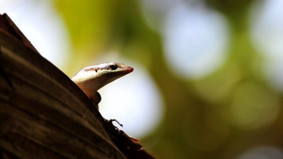 Como 10 noticias en un minuto: el gecko mauritánico; hígado graso y discusiones en las Fiestas — Darwin concentrado — No Toquen Nada | El Espectador 810