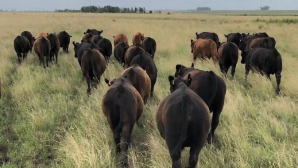 Gustavo Basso: se notó la tonificación del ánimo del productor —  Mercados — Dinámica Rural | El Espectador 810