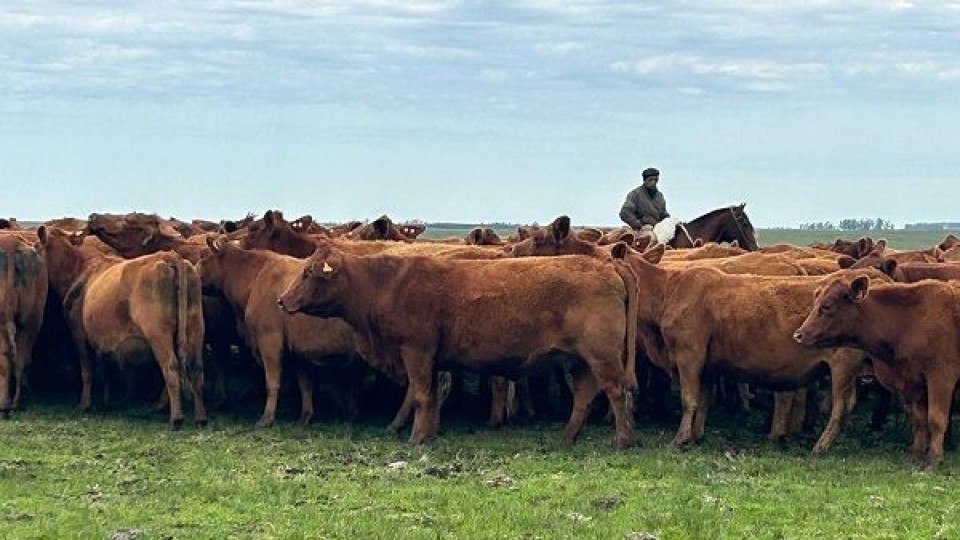 Gustavo Fuques: remate 288 de Plaza Rural superó todas las expectativas  —  Mercados — Dinámica Rural | El Espectador 810