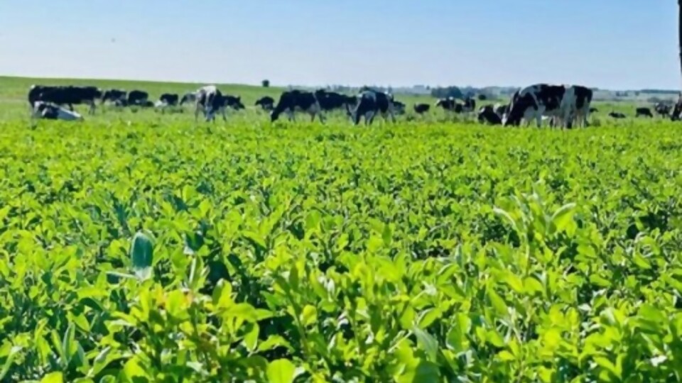 Verdeos de invierno: aumento de raigrás y cebada, y una leve caída en avena —  Lechería — Dinámica Rural | El Espectador 810