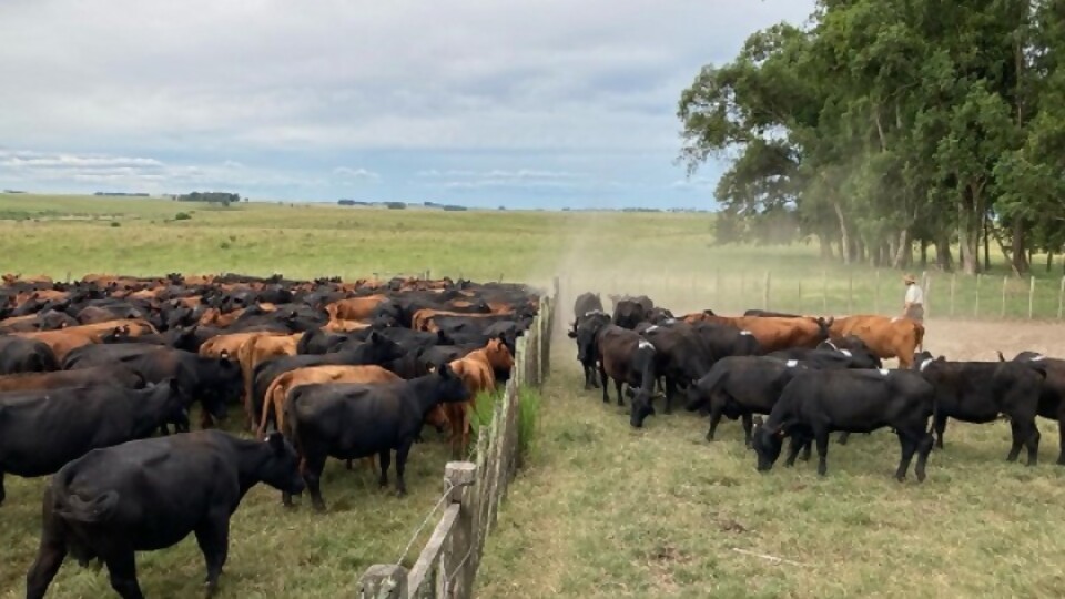 Aparicio Coito: un remate muy bueno, en todo sentido —  Mercados — Dinámica Rural | El Espectador 810