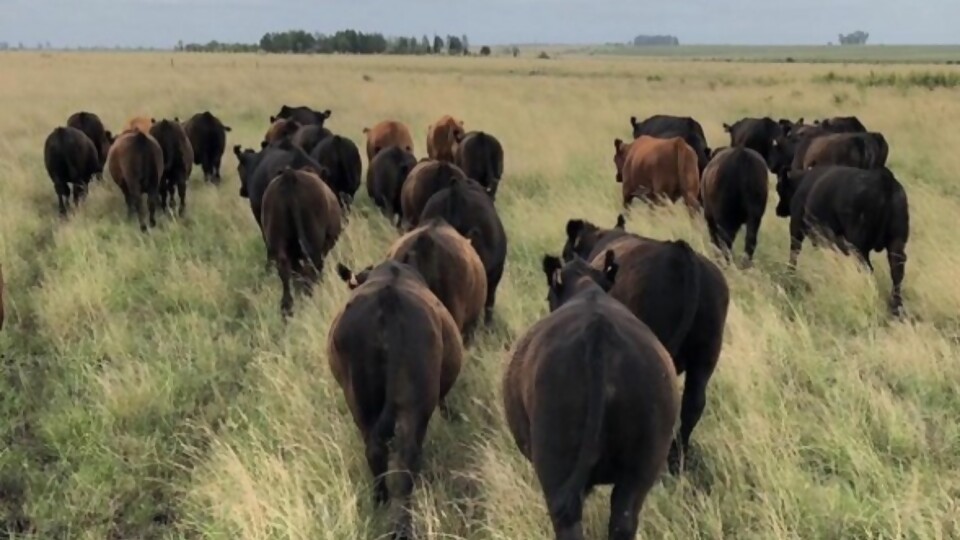 De Freitas: campaña de garrapata tendrá cambios con foco en la inocuidad —  Sanidad — Dinámica Rural | El Espectador 810